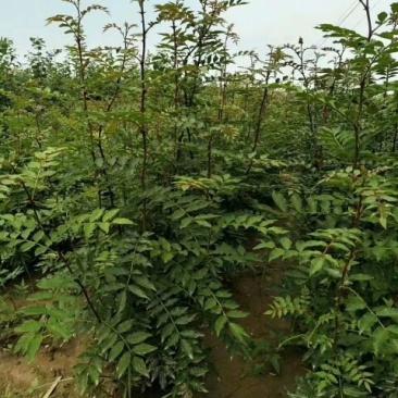 花椒苗50公分