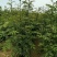 花椒苗50公分