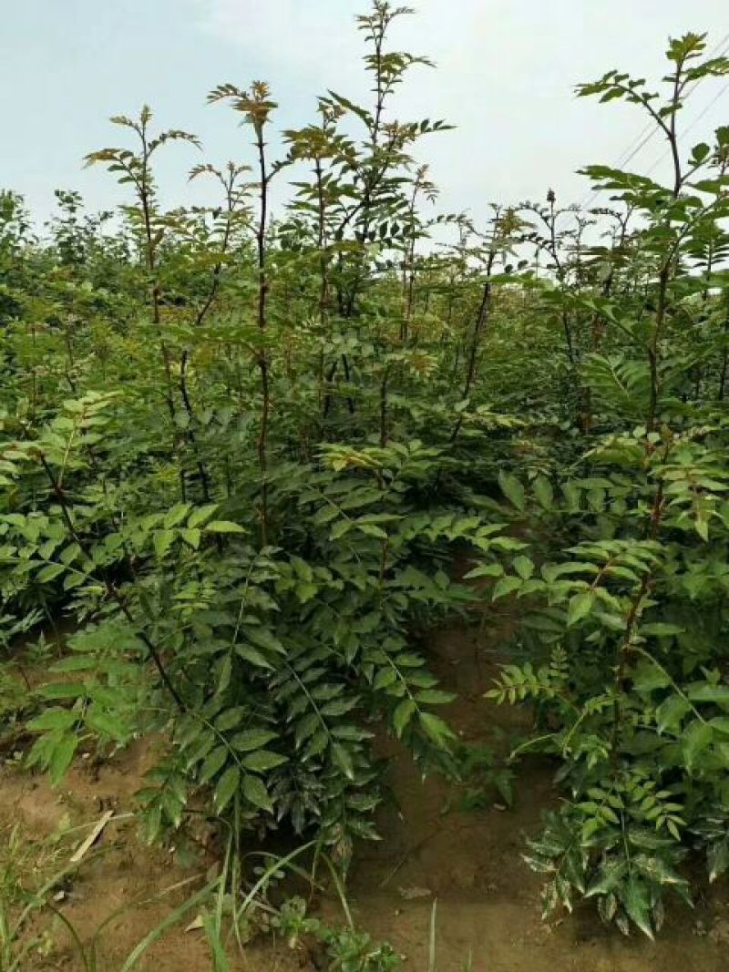 花椒苗50公分