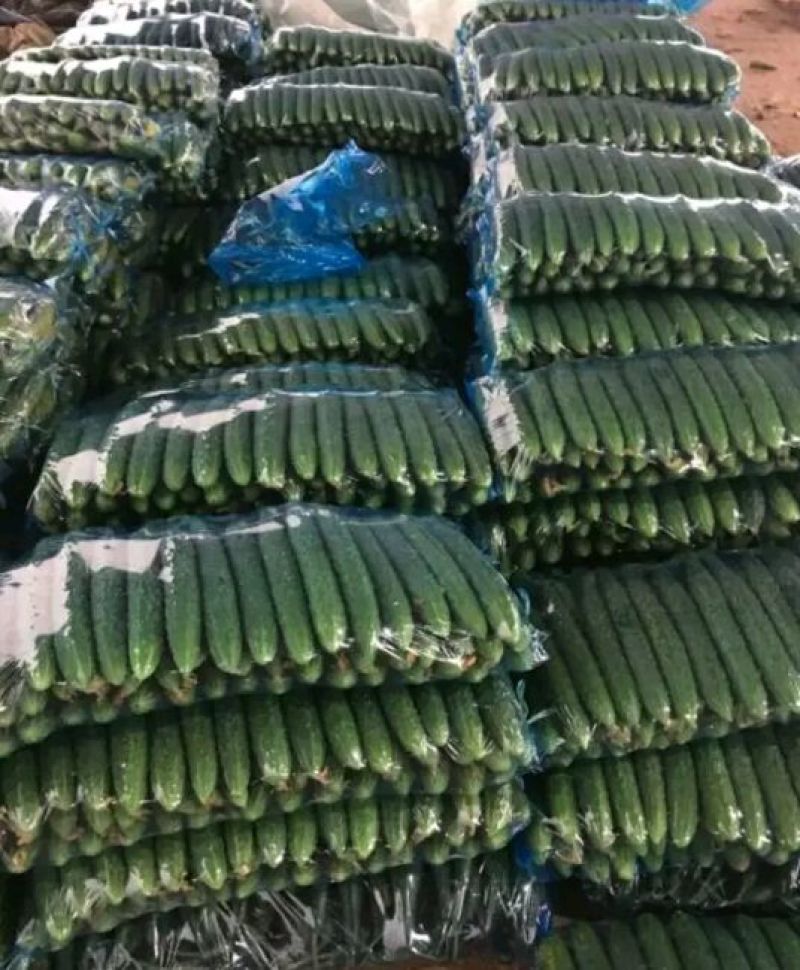 温室大黄瓜德瑞特721干花带刺22~25公分