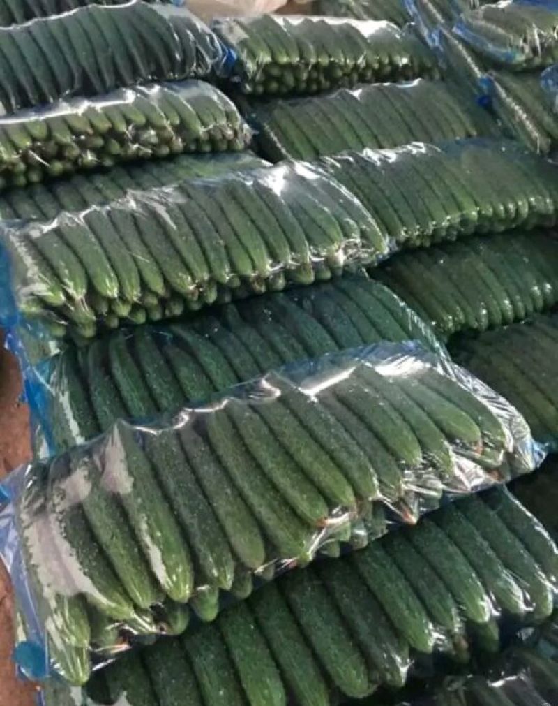 温室大黄瓜德瑞特721干花带刺22~25公分