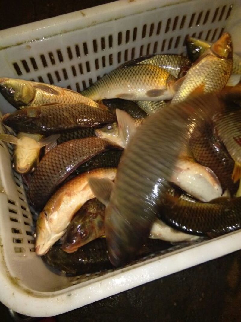 河鲤鱼食用0.5~1公斤