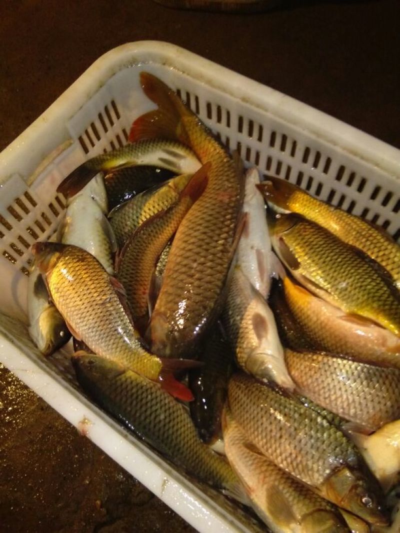 河鲤鱼食用0.5~1公斤