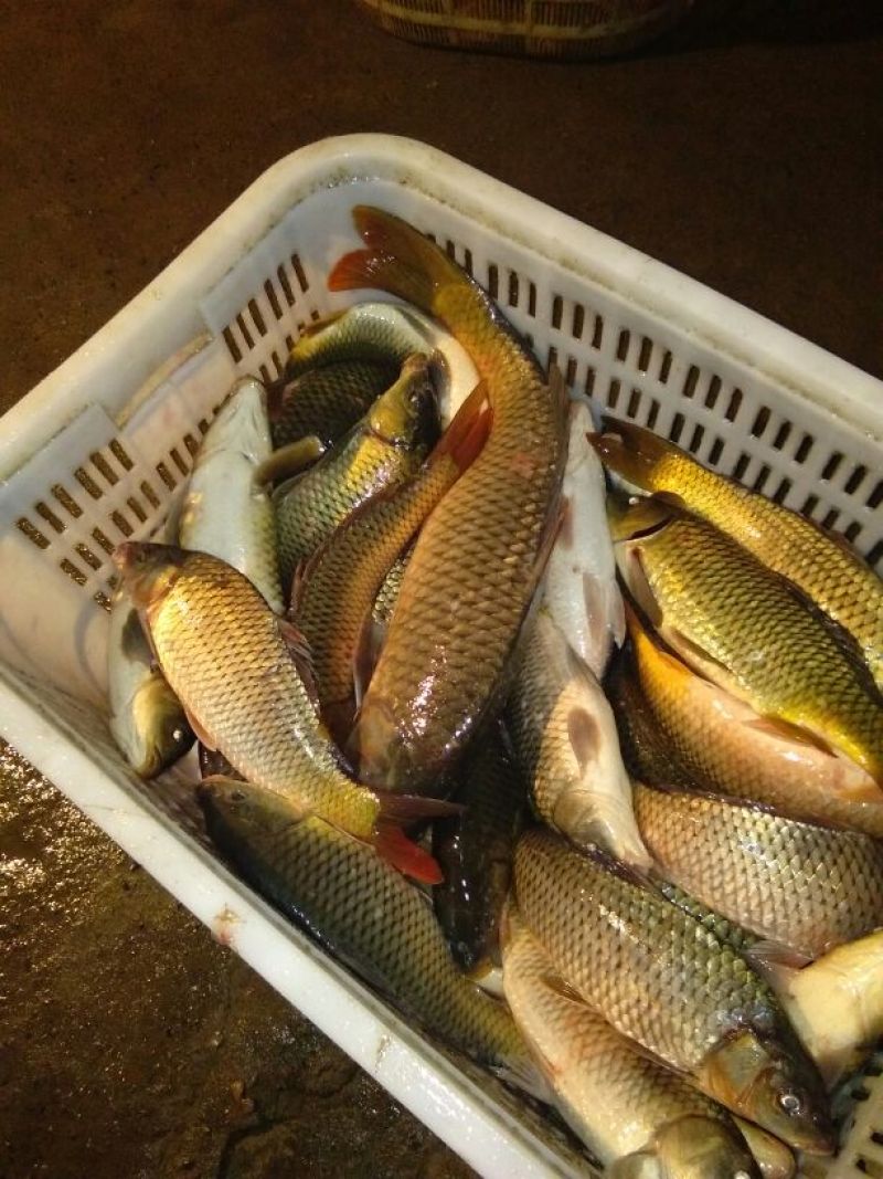 河鲤鱼食用0.5~1公斤