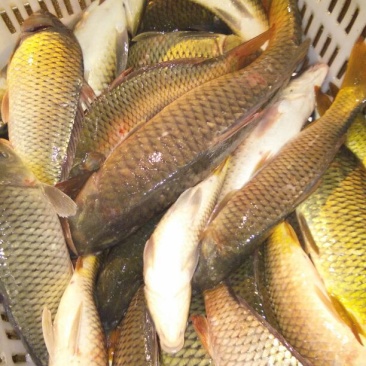 河鲤鱼食用0.5~1公斤