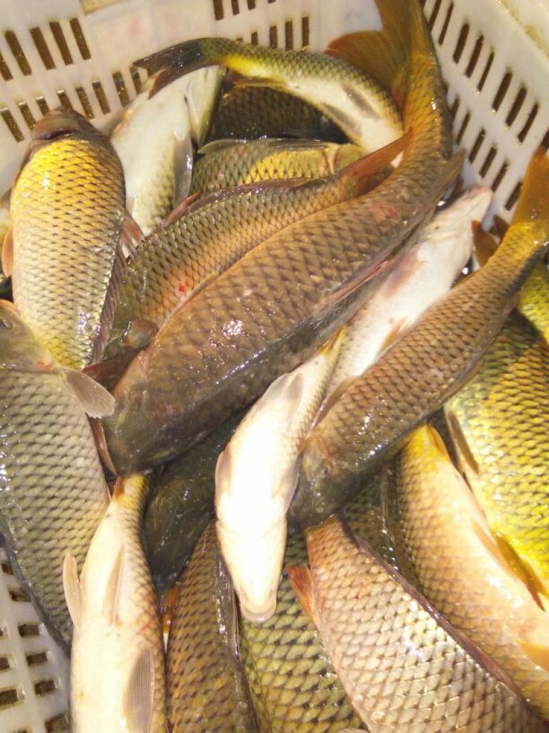 河鲤鱼食用0.5~1公斤