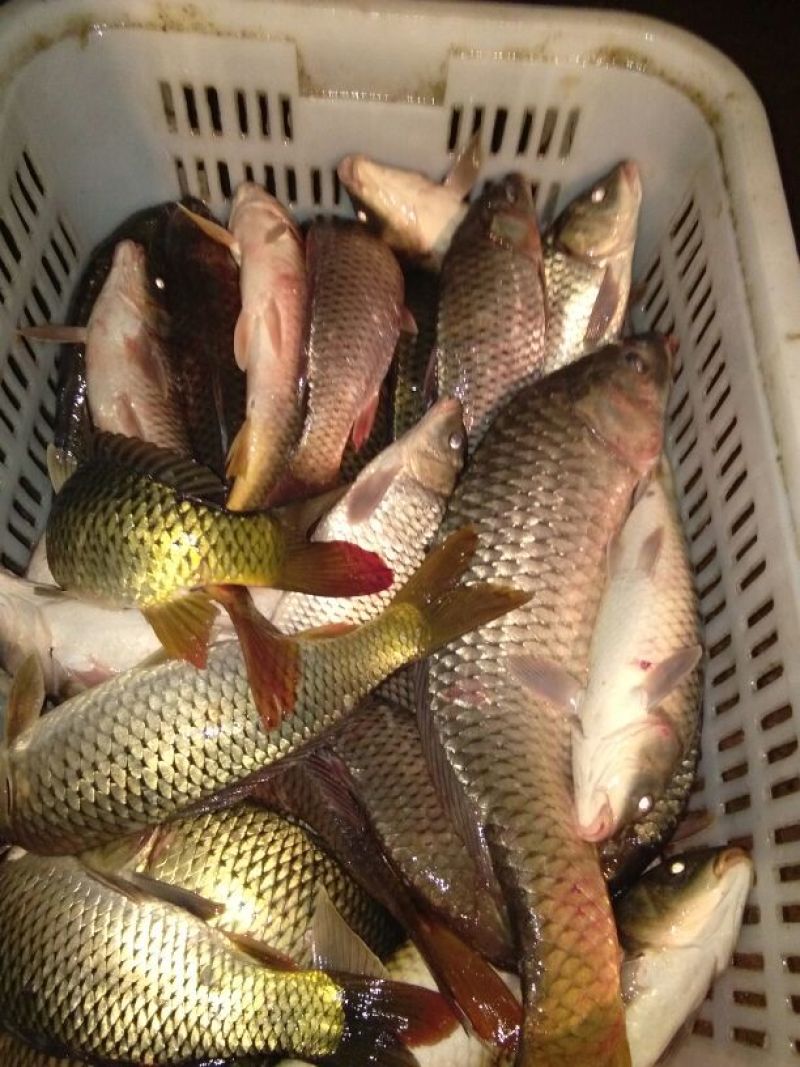 河鲤鱼食用0.5~1公斤