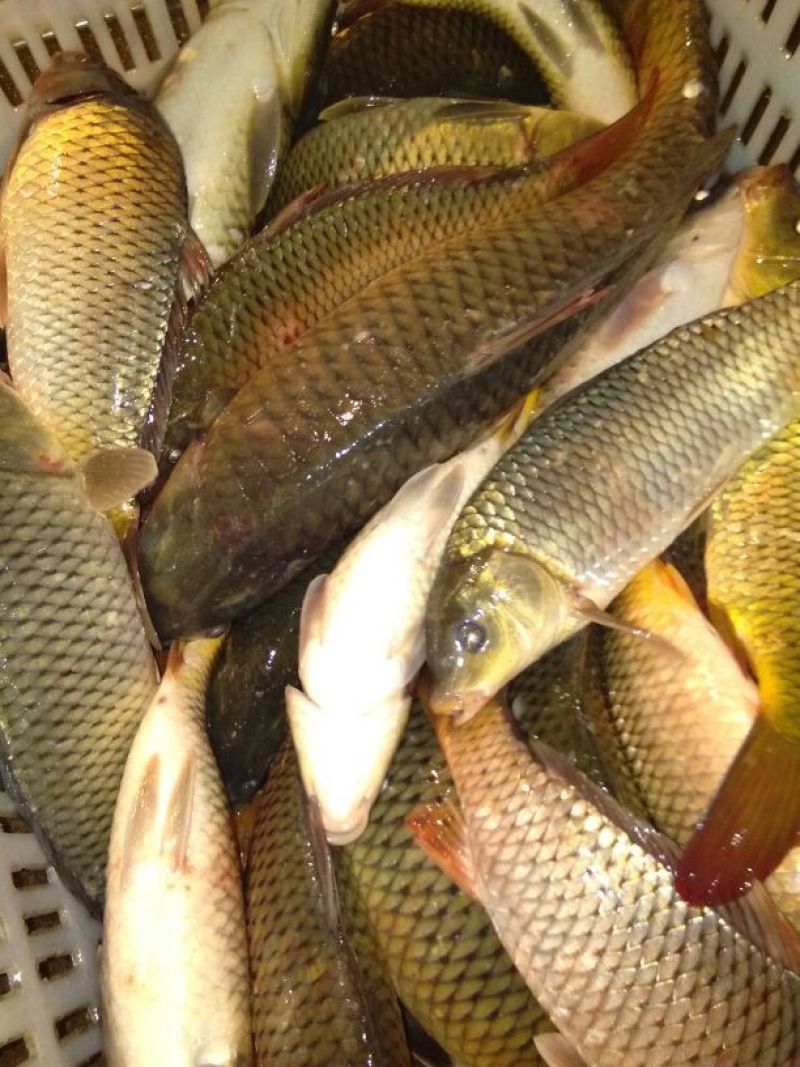 河鲤鱼食用0.5~1公斤