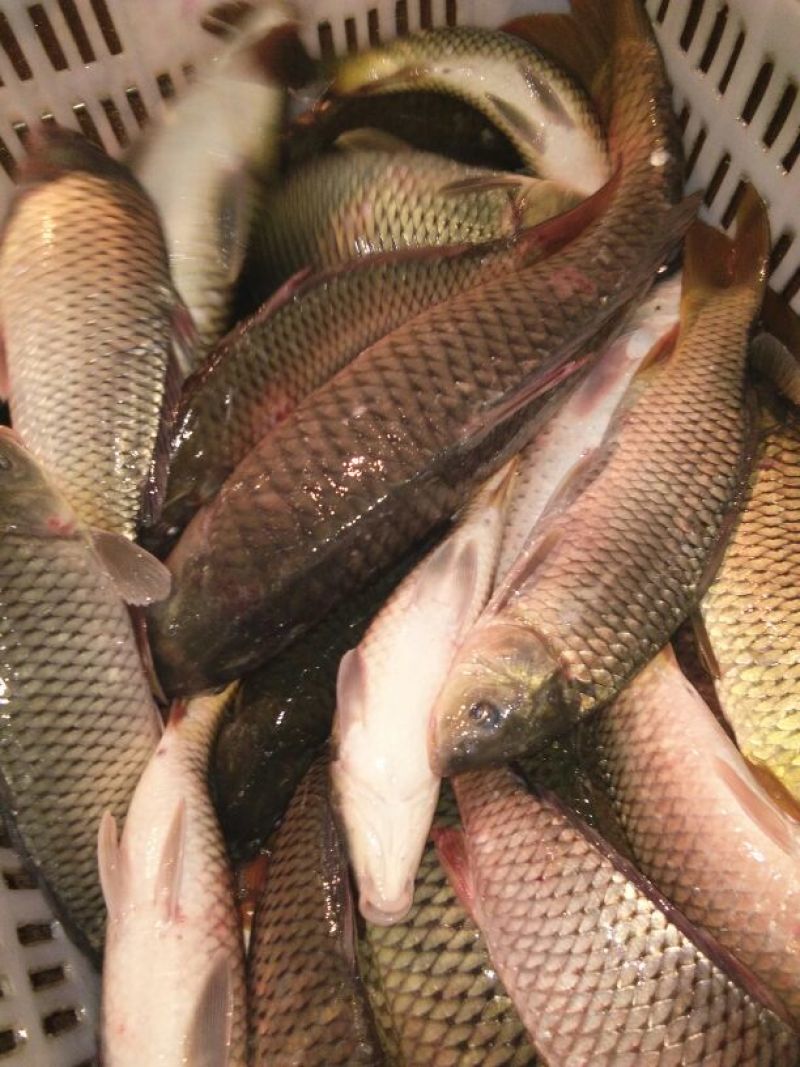 河鲤鱼食用0.5~1公斤