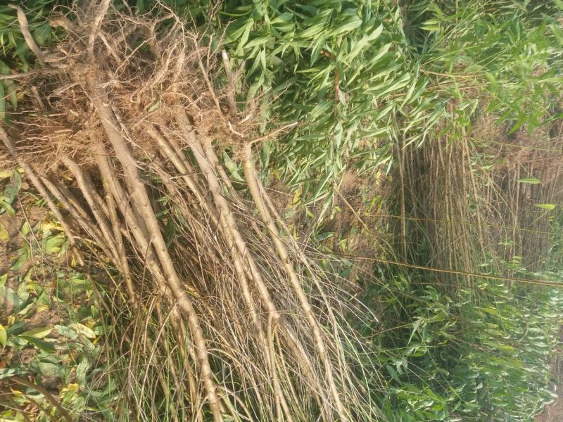 占地桃树规格齐全处理3公分2公分1公分