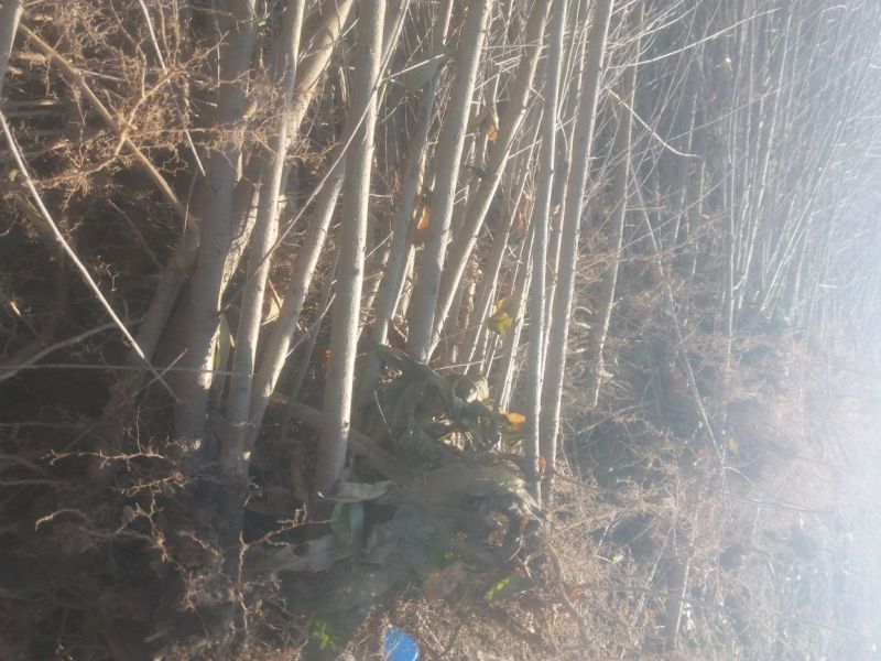 占地桃树规格齐全处理3公分2公分1公分