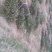 花椒树大量处理中量大从优现挖现卖基地出货