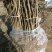 花椒树大量处理中量大从优现挖现卖基地出货