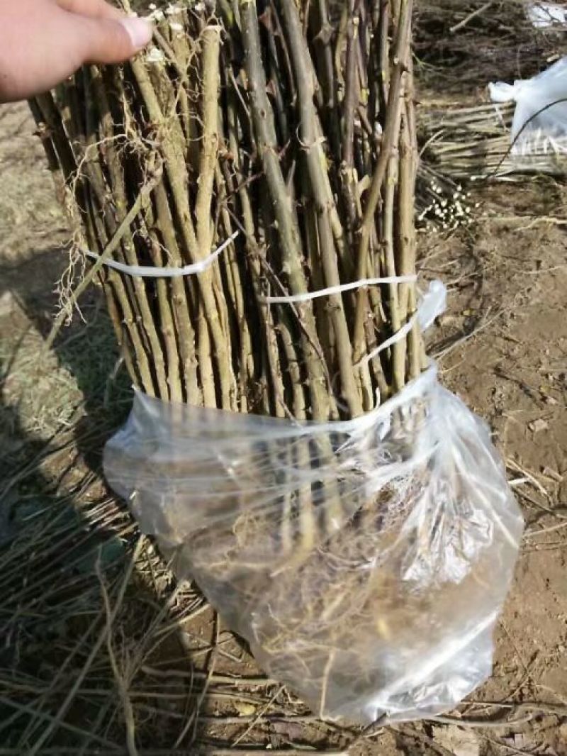 花椒树大量处理中量大从优现挖现卖基地出货