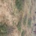 花椒树大量处理中量大从优现挖现卖基地出货