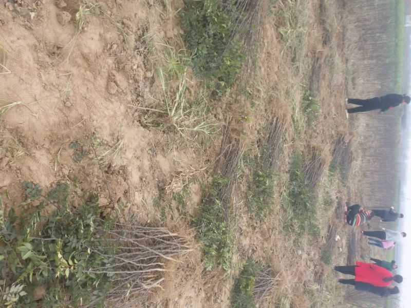 花椒树大量处理中量大从优现挖现卖基地出货