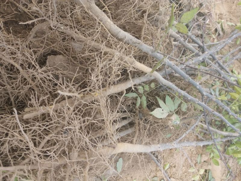 花椒树大量处理中量大从优现挖现卖基地出货