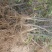 花椒树大量处理中量大从优现挖现卖基地出货
