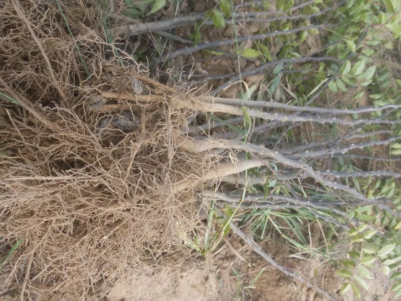 花椒树大量处理中量大从优现挖现卖基地出货