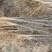 花椒树大量处理中量大从优现挖现卖基地出货