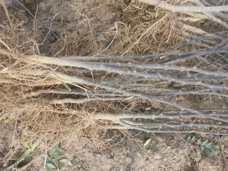 花椒树大量处理中量大从优现挖现卖基地出货