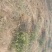 花椒树大量处理中量大从优现挖现卖基地出货