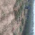 花椒树大量处理中量大从优现挖现卖基地出货