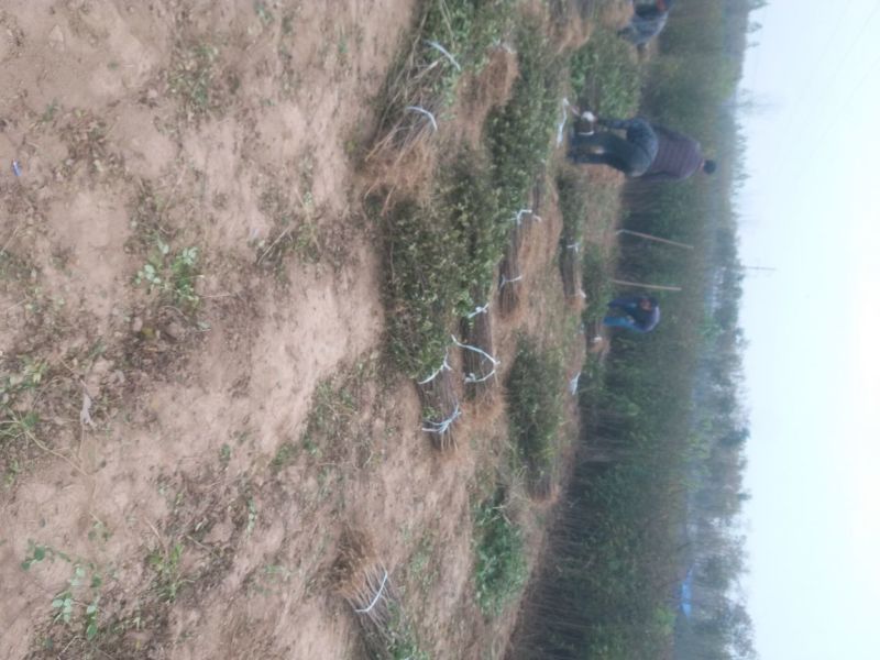 花椒树大量处理中量大从优现挖现卖基地出货