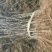 花椒树大量处理中量大从优现挖现卖基地出货