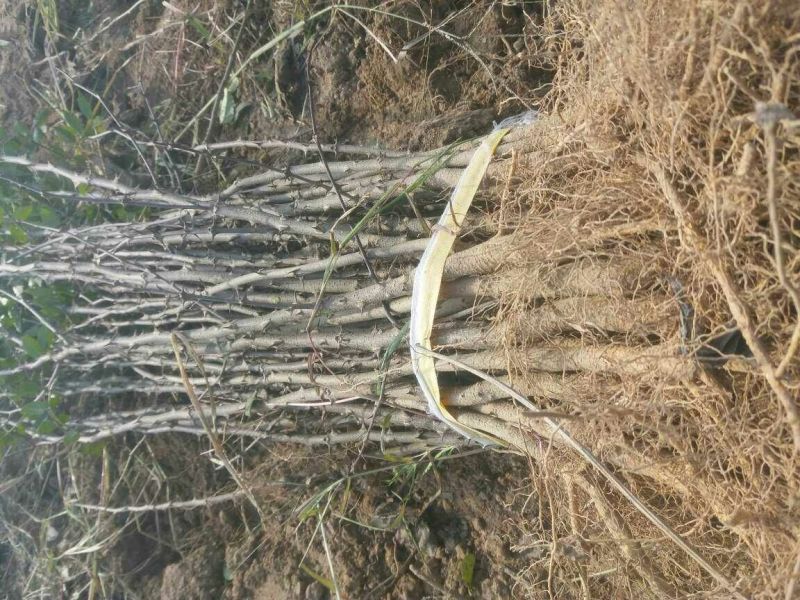 花椒树大量处理中量大从优现挖现卖基地出货