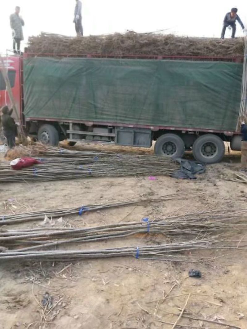 无絮杨树各种规格供应一年苗新品种速生白杨树