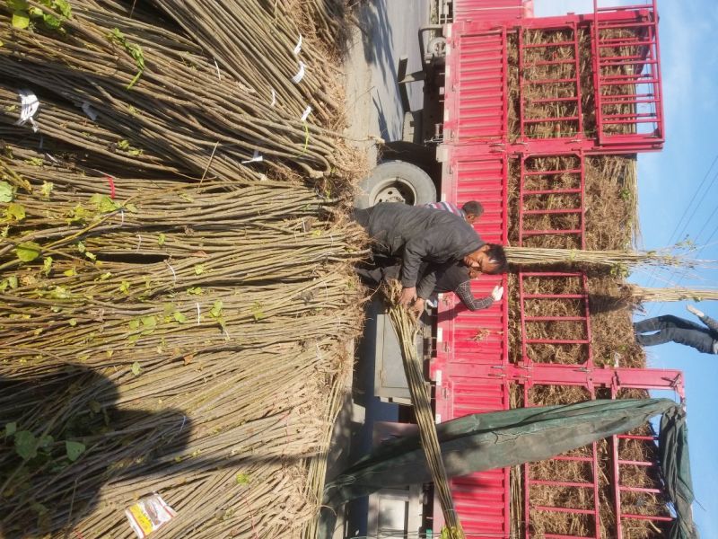 无絮杨树各种规格供应一年苗新品种速生白杨树
