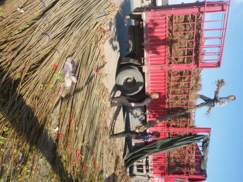 无絮杨树各种规格供应一年苗新品种速生白杨树