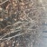 无絮杨树各种规格供应一年苗新品种速生白杨树