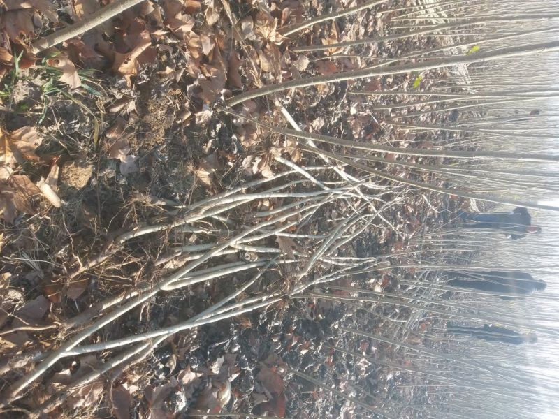 无絮杨树各种规格供应一年苗新品种速生白杨树
