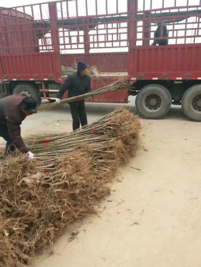 107杨树供应2米--3米-4米规格齐全价格优惠