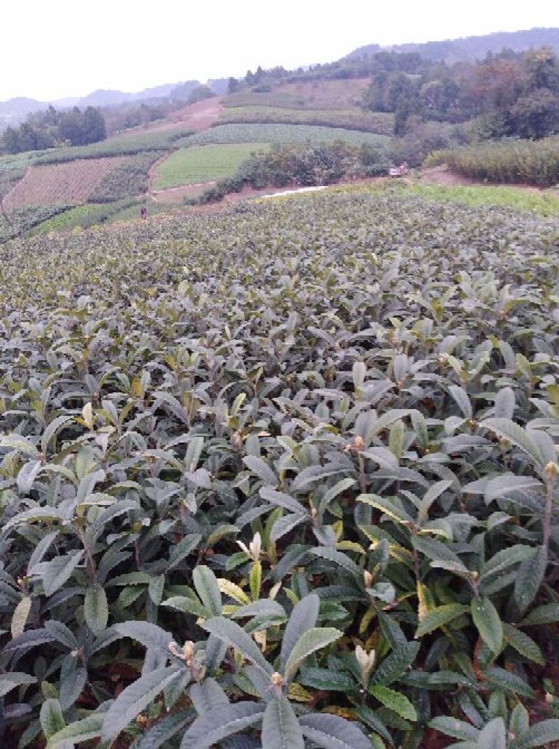 青脆李，蜂糖李，五月脆