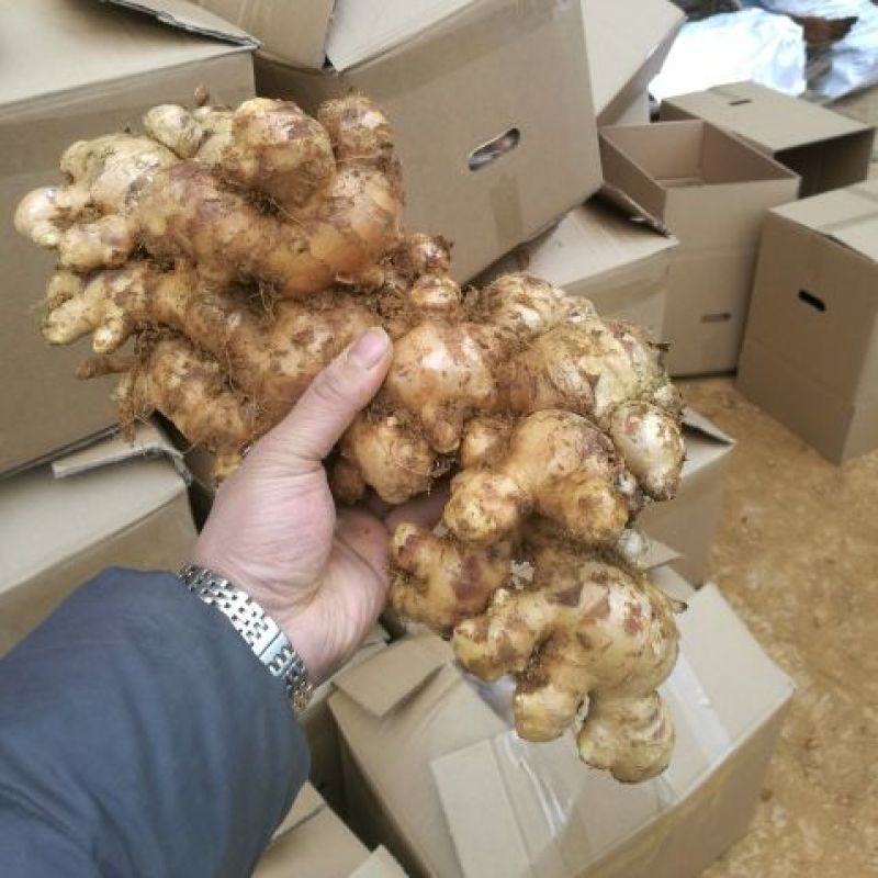 广西生姜大量供应质量保证对接市场商超电商等上车价