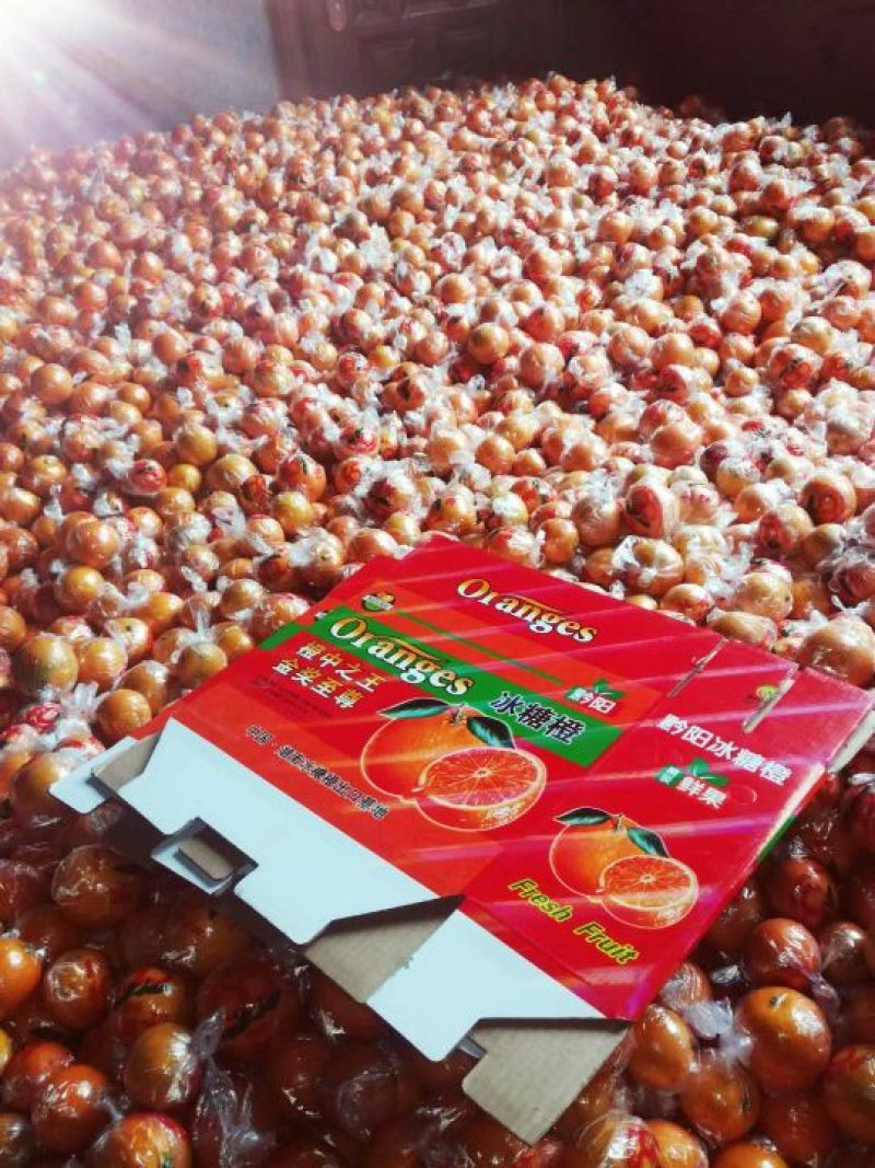 黔阳包装冰糖橙一手货源一件代发