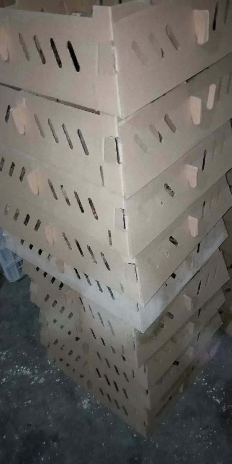 柴鸡苗35~45克出壳苗通货