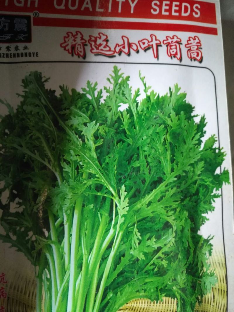 黄瓜种子98%以上