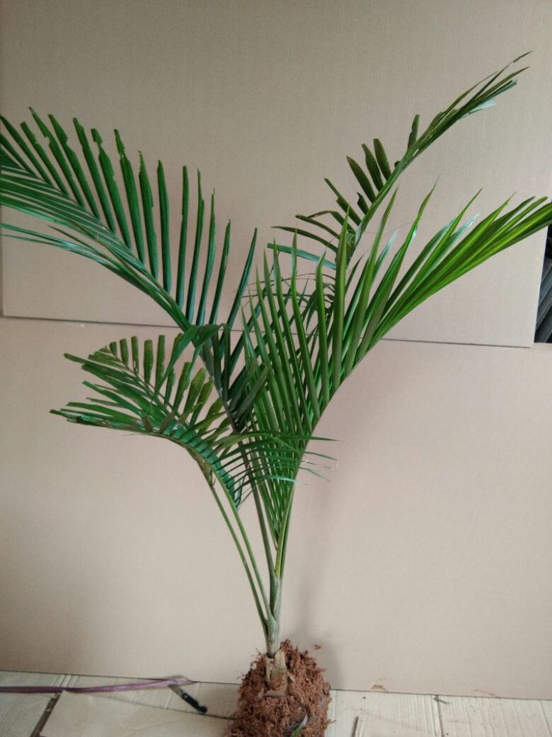 假槟榔苗风景树苗庭院种植