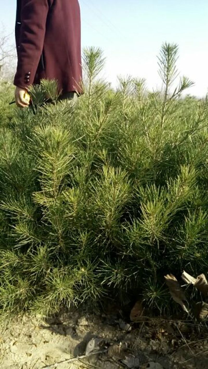 核桃苗100~150cm1~2年