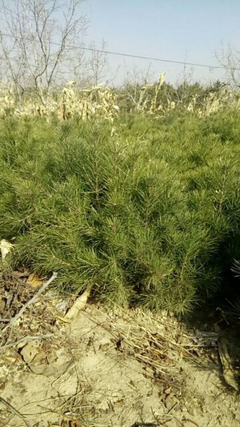 核桃苗100~150cm1~2年