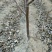 核桃苗100~150cm1~2年