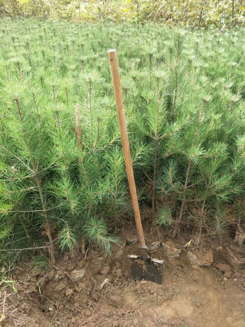 核桃苗100~150cm1~2年