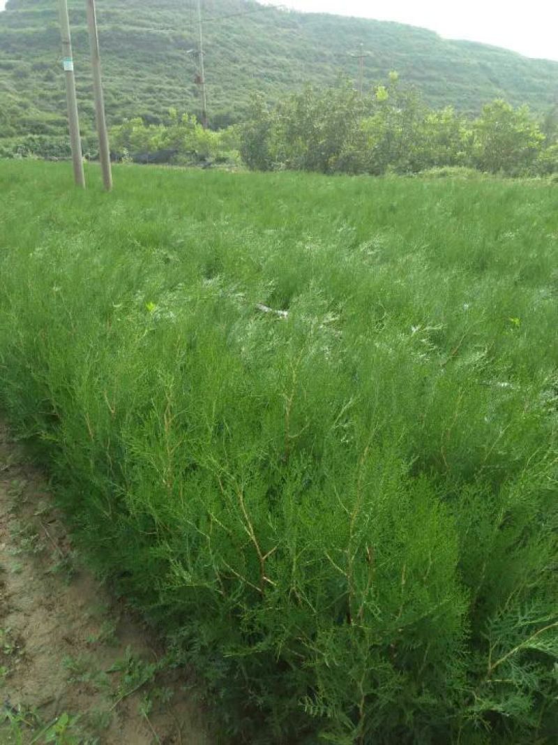 核桃苗100~150cm1~2年