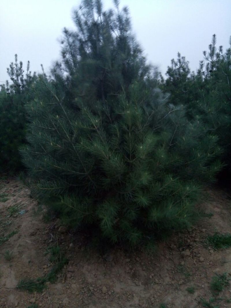 核桃苗100~150cm1~2年