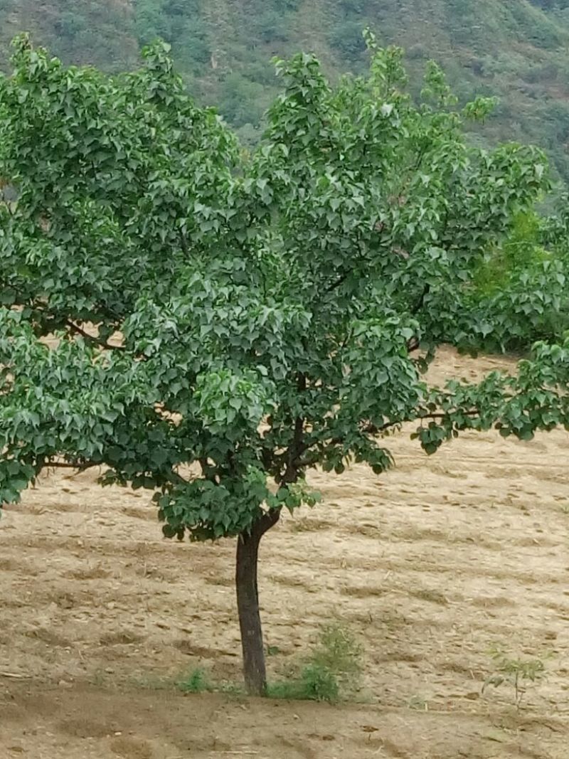 核桃苗100~150cm1~2年