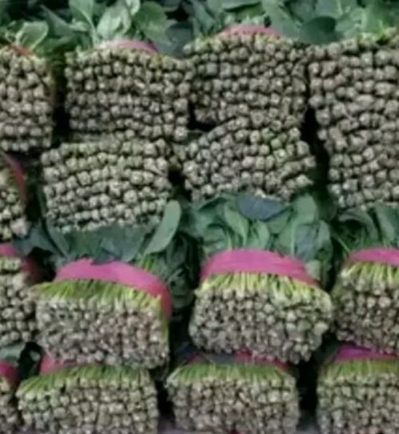 大叶菠菜25~30厘米